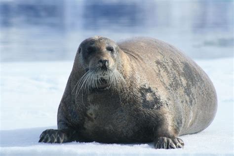 Bearded Seals: Characteristics, habitat, reproduction and more