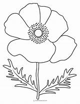 30 Flower Coloring Pages sketch template