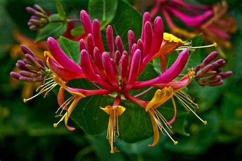 Coral HONEYSUCKLE Lonicera Sempervirens 20 Seeds - Etsy | Honeysuckle vine, Honeysuckle plant ...