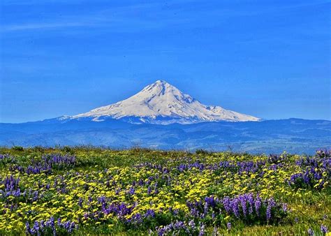 Mt. Hood and Wildflowers Greeting Card for Sale by Dana Hardy | Fine art america, Fantastic art ...