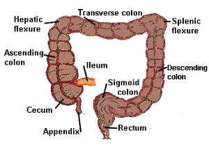 In which part of the colon is splenic flexure located, and can you ...