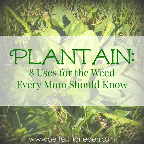 Plantain: Eight Uses for the Weed Every Mom Should Know - Mary Haseltine