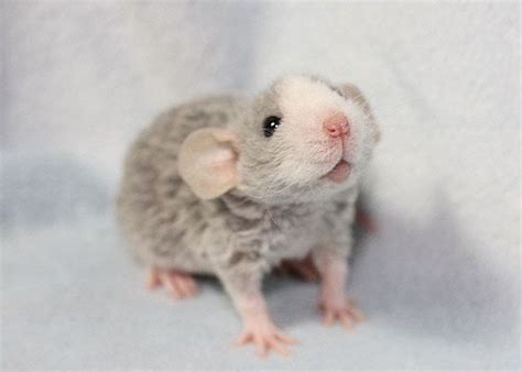 Pin on Animals | Pet rats, Baby animals, Cute rats