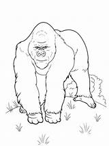 Silverback Gorilla coloring Page sketch template