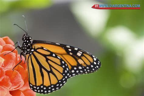 Butterflies in Iguazu Falls, life, and rand tips to contemplate.