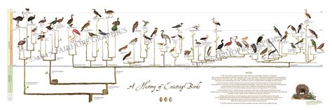 A History of Existing Birds — Fairhope Graphics - Evolutionary Trees - Phylogenetic Trees ...