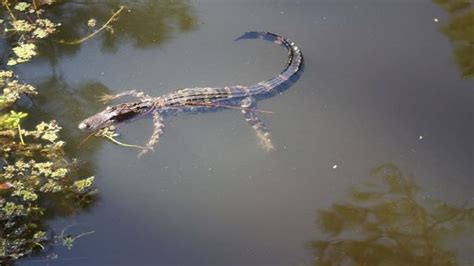 Baby Alligator Swimming (MissKellyTV) - YouTube