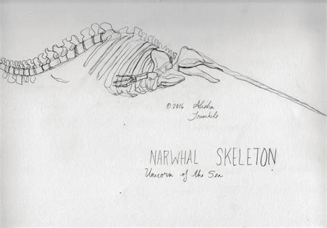 Narwhal Skeleton Drawing by Alisha Trimble | Saatchi Art