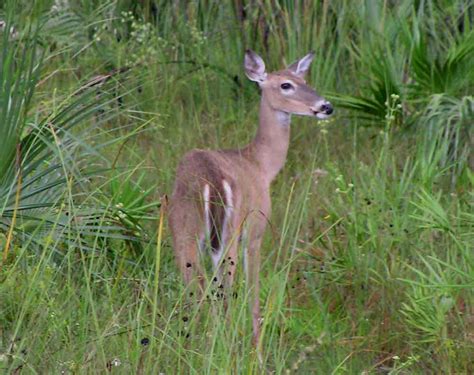 Animals of the Big Cypress Swamp