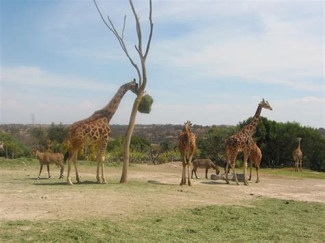 Africam Safari, Puebla : r/mexico