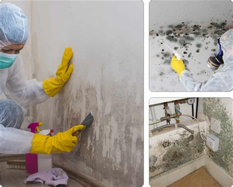 Basement Mold Remediation | Basement Mold Prevention - The Restoration ...