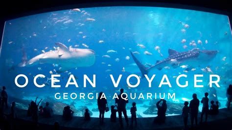 Zoo Tours: The Ocean Voyager | Georgia Aquarium (2005) - YouTube