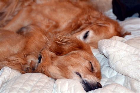 Wordless Wednesday: Sweet Dreams – Gardens For Goldens