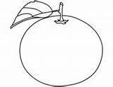 Oranges coloring Pages  Free Coloring sketch template