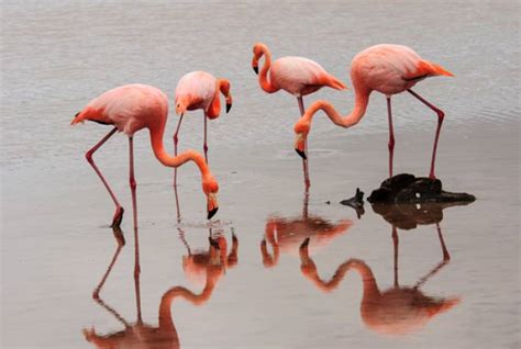 Galapagos Wildlife Calendar | On The Go Tours