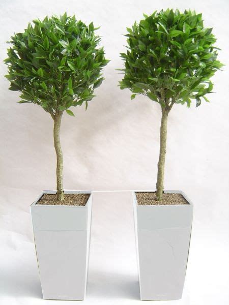 Artificial Outdoor Plants Homebase - Garden Plant