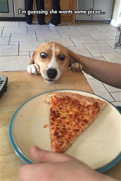 11 Dogs Who Understand Your Obsession With Pizza! #pets #dogs #pizza # ...