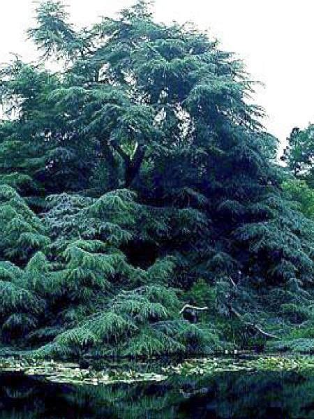 Cèdre bleu de l'Atlas - Cedrus libani atlantica - Le Jardin du Pic Vert