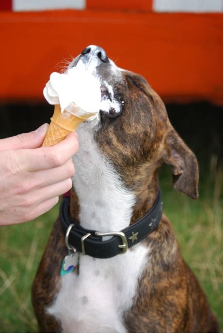 Pictures of Dogs Eating Ice Cream | Daily Fun Lists | Page 2