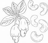 Nuts Coloring Pages sketch template