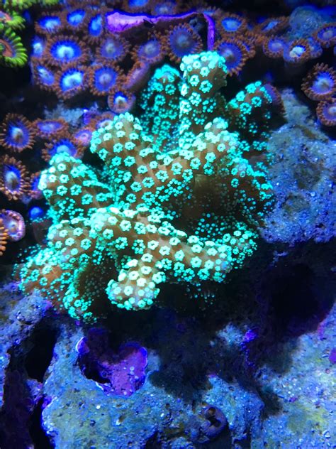 Reef Tank, Corals