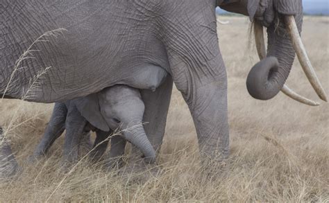 Amboseli, more than an Elephant’s Paradise - East Africa Safari Ventures