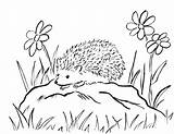 Hedgehog Coloring Pages For Children 100 Images Print Them Online sketch template