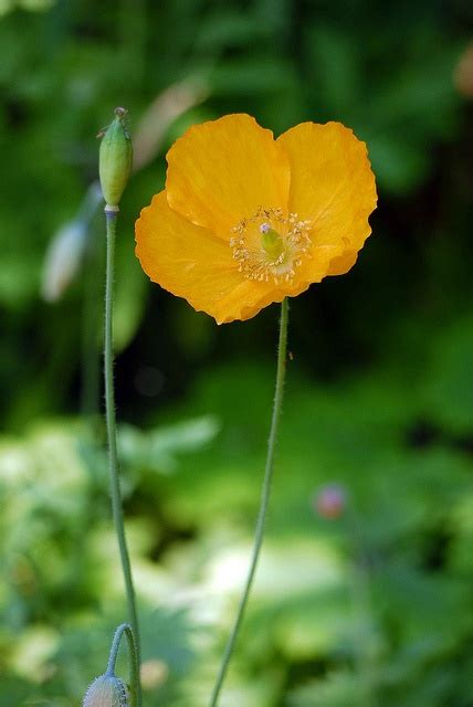 Arctic Poppy | Poppies, Arctic, Plants