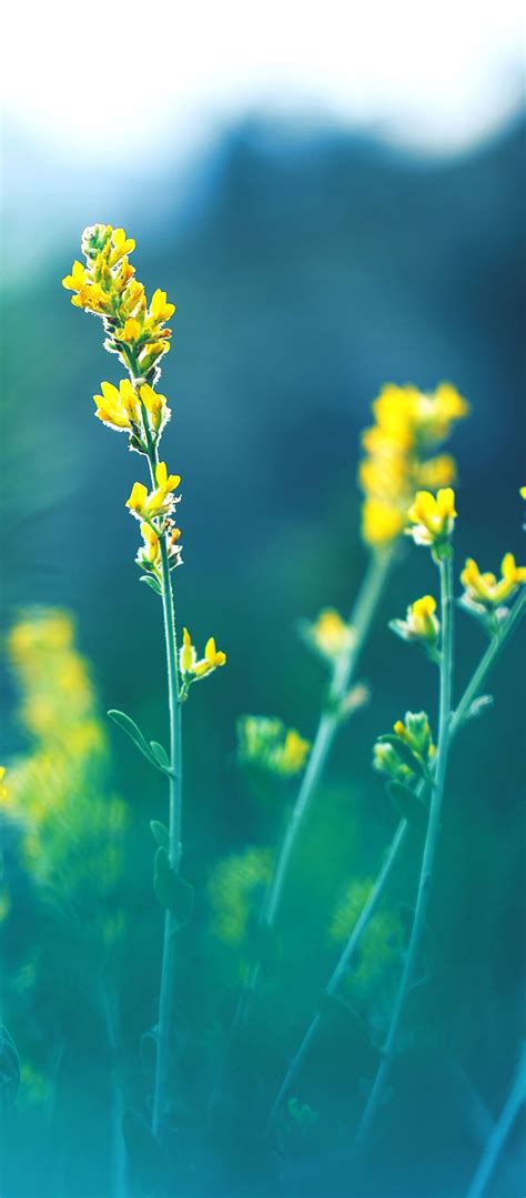 Yellow Flowers Blur - [1080x2460]