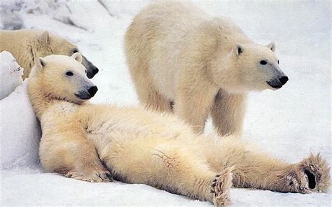 Polar bear family 1080P, 2K, 4K, 5K HD wallpapers free download ...