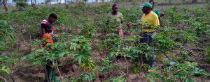 How the right planting season can boost cassava yields