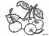 Printable Cherry Coloring Page  Free Pages sketch template