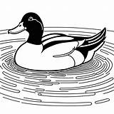 Swimming pond duck coloring Page Lulu Pages sketch template