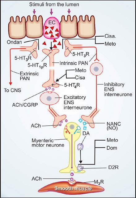 Metoclopramide Mechanism, Precautions, Side Effects Uses