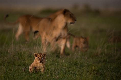 The Lioness: An Unsung Hero of the Pride - Ishara – A luxury tented camp in the Masai Mara