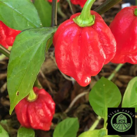 Red Scotch Bonnet Pepper Live Plant | Tyler Farms