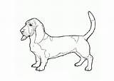 Basset Hound coloring Page  Coloring Pages 🎨 sketch template
