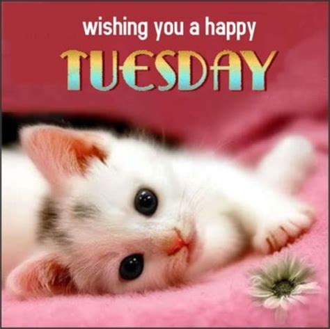 a white kitten laying on top of a pink blanket with the words, wishing you a happy tuesday