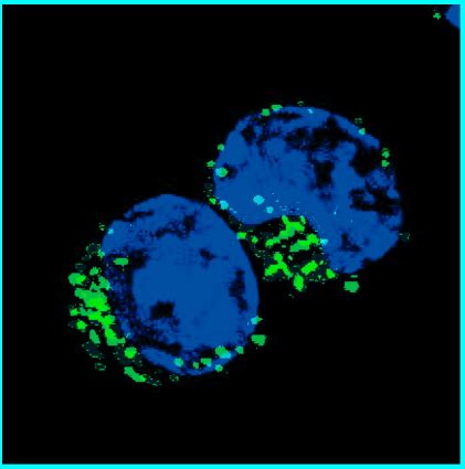 Image of the Month: Memory B Cells - Baylor College of Medicine Blog Network