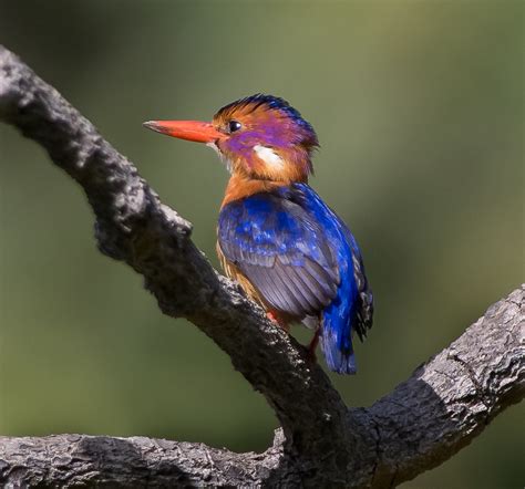 African Pygmy Kingfisher - Profile | Facts | Traits | Description - BirdBaron