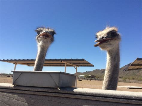 Rooster Cogburn Ostrich Ranch grows from hidden heartbreak | Pinal Ways | pinalcentral.com