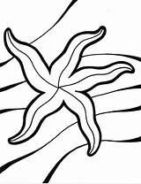 Free Printable Starfish Coloring Pages For Kids sketch template