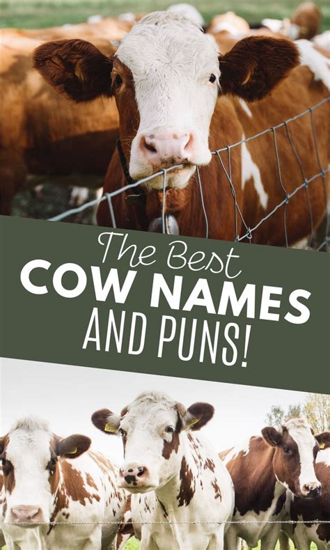 Funny cow names – Artofit