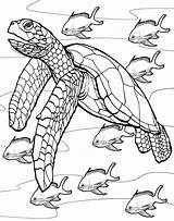 Free Printable Turtle Coloring Pages For Kids sketch template