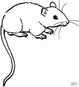 Mouse 1 coloring Page  Free Printable Coloring Pages sketch template