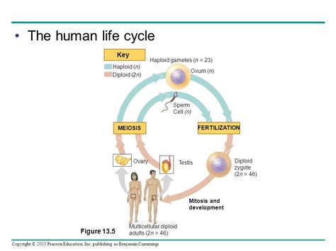 Human Life Cycle Diagram | Quizlet