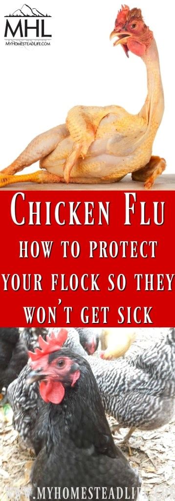 Bird Flu- Learn How to Protect Your Chickens - My Homestead Life