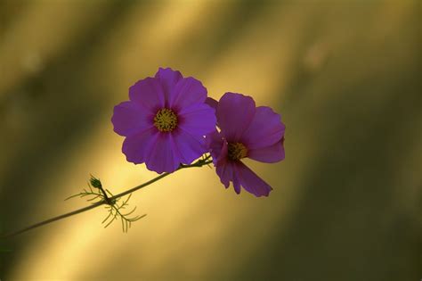 Purple Flowers Nature - Free photo on Pixabay - Pixabay