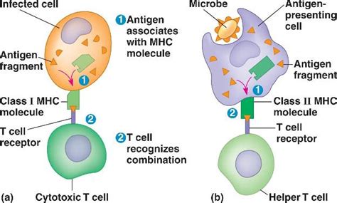 Colgate Virology (and Immunology) Blog: The Power of the MHC