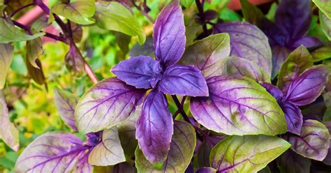 Red Rubin Basil Growing Guide - The Garden Magazine